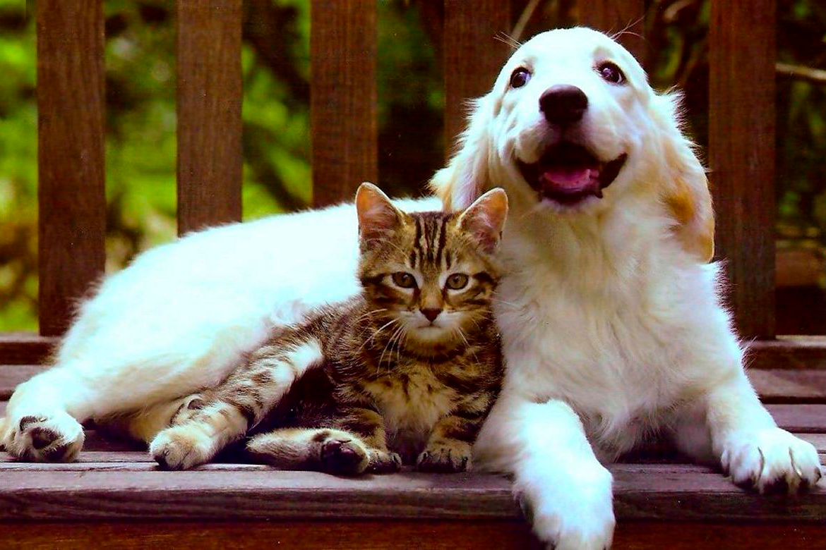 Собака. Кошечка. Красивые домашние животные. Кот и собака.
